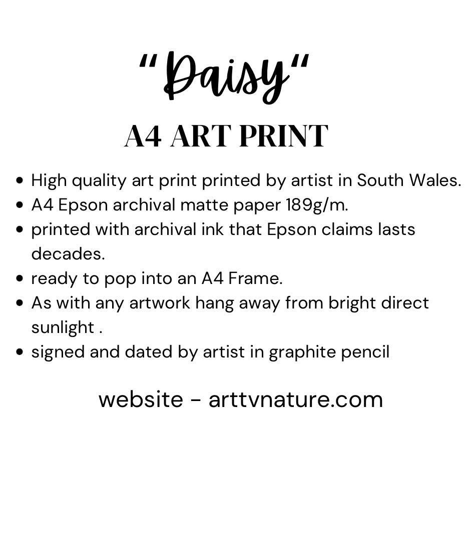 "Daisy " fine art print